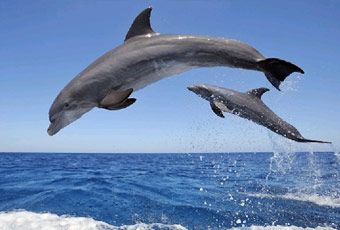 巴里島海豚尋蹤之旅