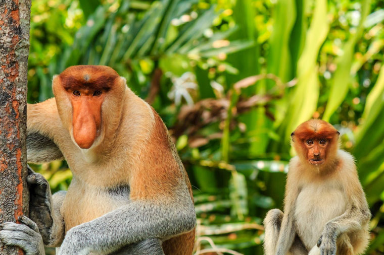 汶萊長鼻猴生態之旅